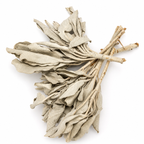Salvia blanca de California