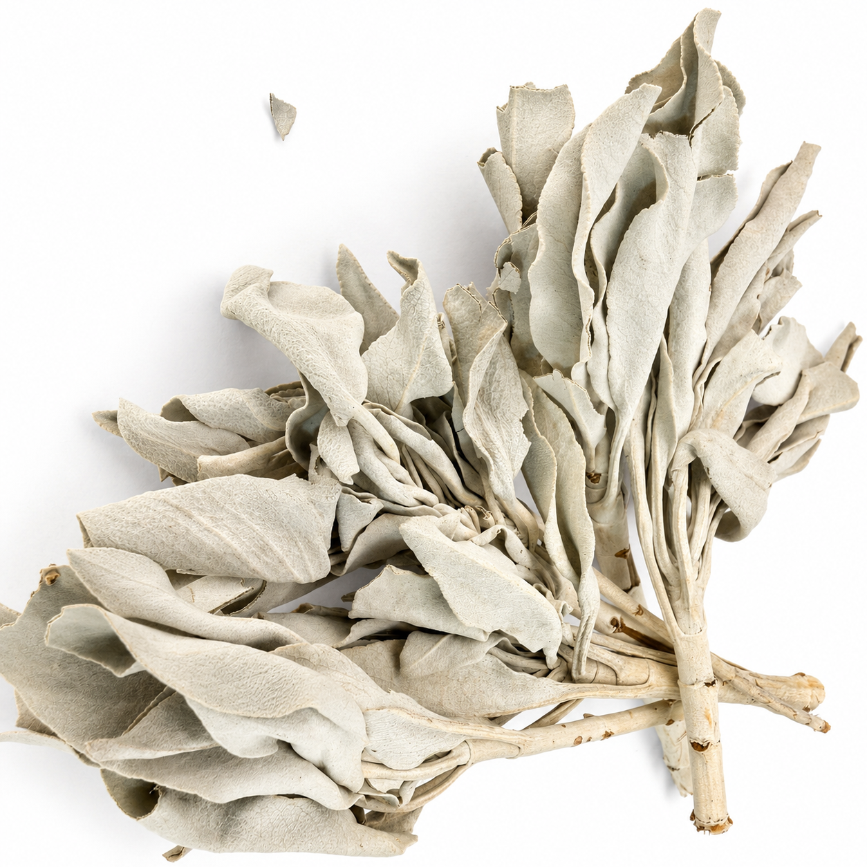 Salvia blanca de California