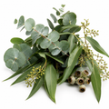 Fragancia Eucalipto