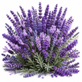 Fragancia Lavanda y Espliego